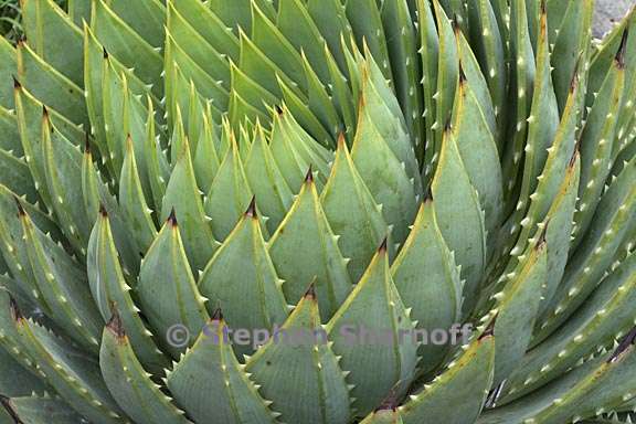 aloe polyphylla 1 graphic